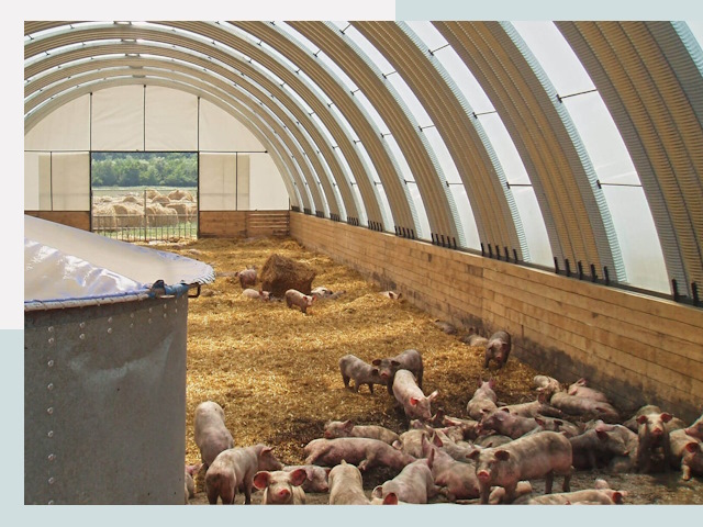 Строительство свинарников в Сегеже